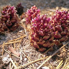 Kopsiopsis strobilacea