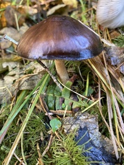 Pluteus exilis