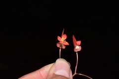 Begonia subspinulosa
