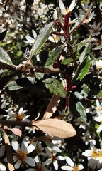 Olearia erubescens