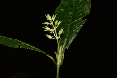 Palicourea violacea