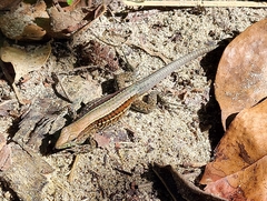 Holcosus quadrilineatus