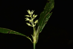 Palicourea violacea