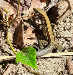 Holcosus quadrilineatus