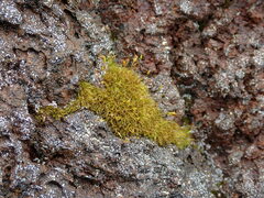 Hymenoloma crispulum