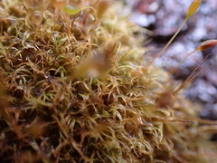 Hymenoloma crispulum