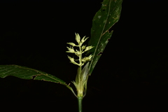 Palicourea violacea