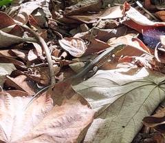 Holcosus quadrilineatus