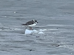 Charadrius melodus