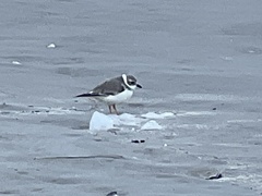 Charadrius melodus