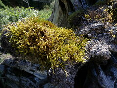 Antitrichia curtipendula