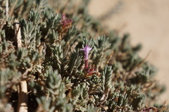 Thymus munbyanus