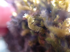 Antitrichia curtipendula