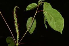 Acalypha macrostachya