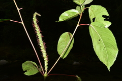 Acalypha macrostachya