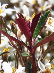 Olearia erubescens