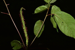 Acalypha macrostachya