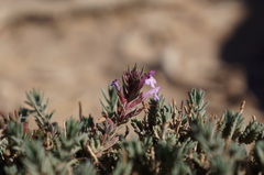 Thymus munbyanus