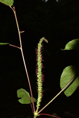 Acalypha macrostachya