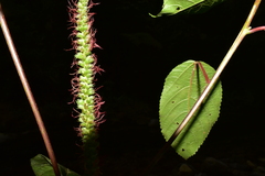 Acalypha macrostachya