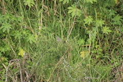 Saltator grandis