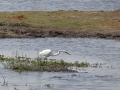 Ardea alba melanorhynchos