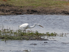 Ardea alba melanorhynchos