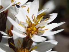 Olearia erubescens