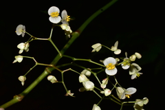 Begonia peruviana