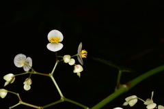 Begonia peruviana