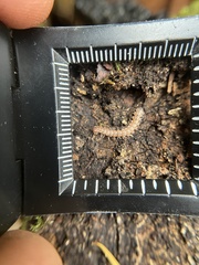 Nearctodesmidae