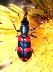Trichodes nuttalli
