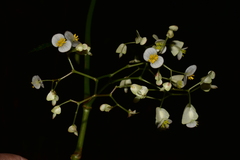 Begonia peruviana