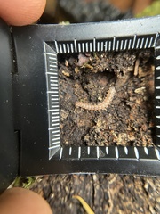Nearctodesmidae