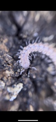 Nearctodesmidae