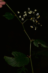 Begonia peruviana
