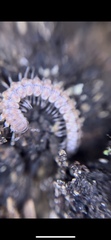Nearctodesmidae
