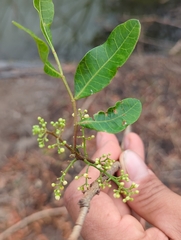 Schinus terebinthifolia