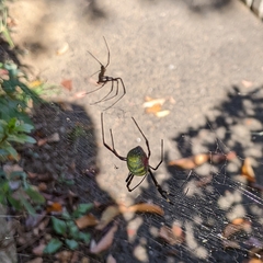 Trichonephila clavata