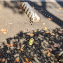 Trichonephila clavata