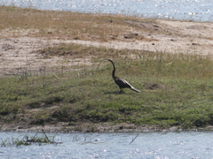 Anhinga rufa rufa