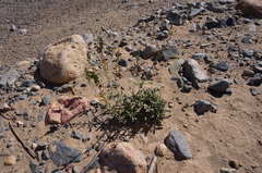 Reseda lutea image