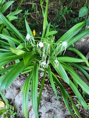 Hymenocallis littoralis