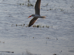 Rynchops flavirostris