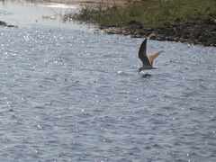 Rynchops flavirostris