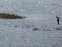 Rynchops flavirostris
