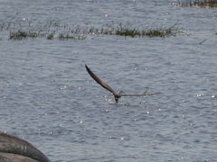 Rynchops flavirostris