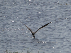 Rynchops flavirostris