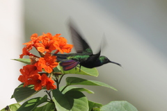 Anthracothorax dominicus