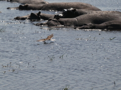 Rynchops flavirostris